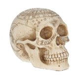 Statueta Craniu astrologic